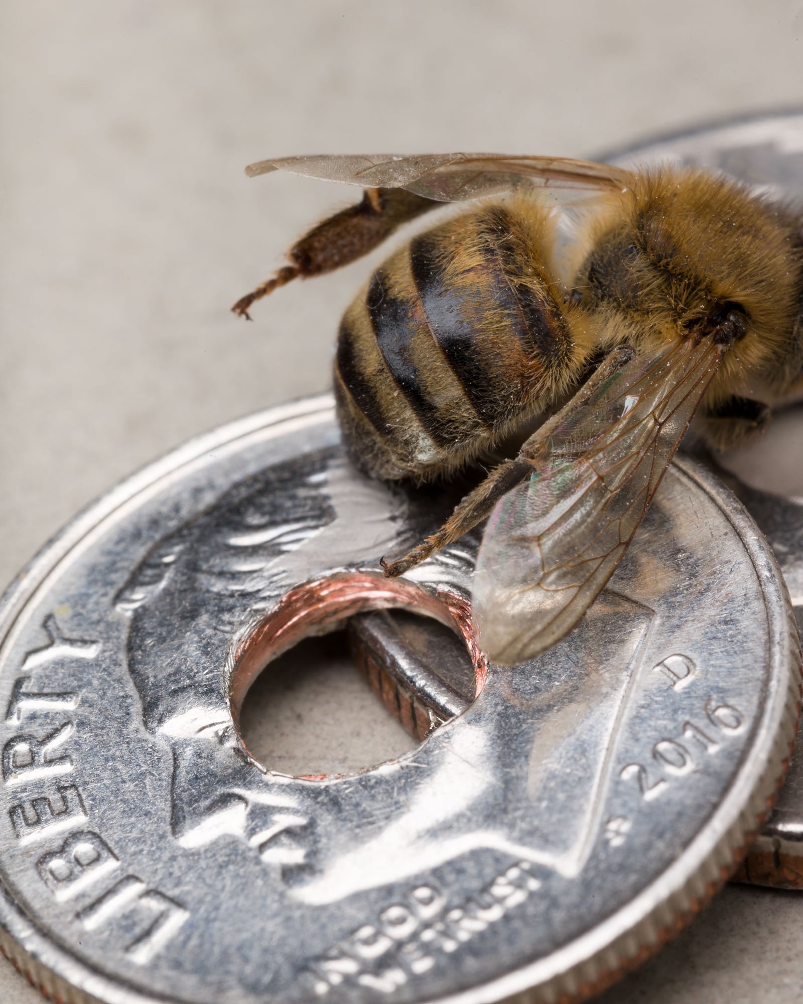 article image; primary-color: #9B928B;