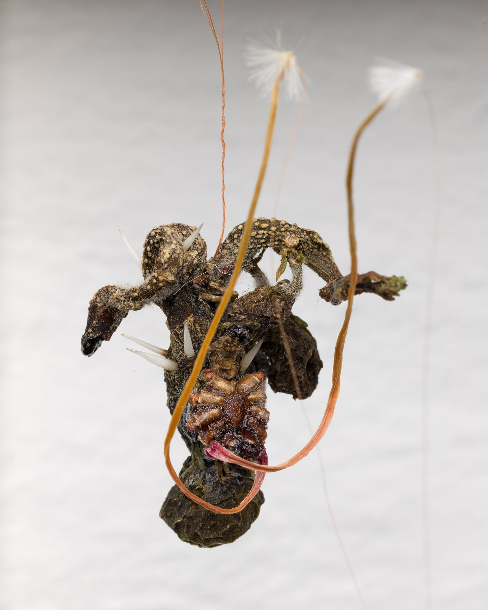 article image; primary-color: #C5BEB8;