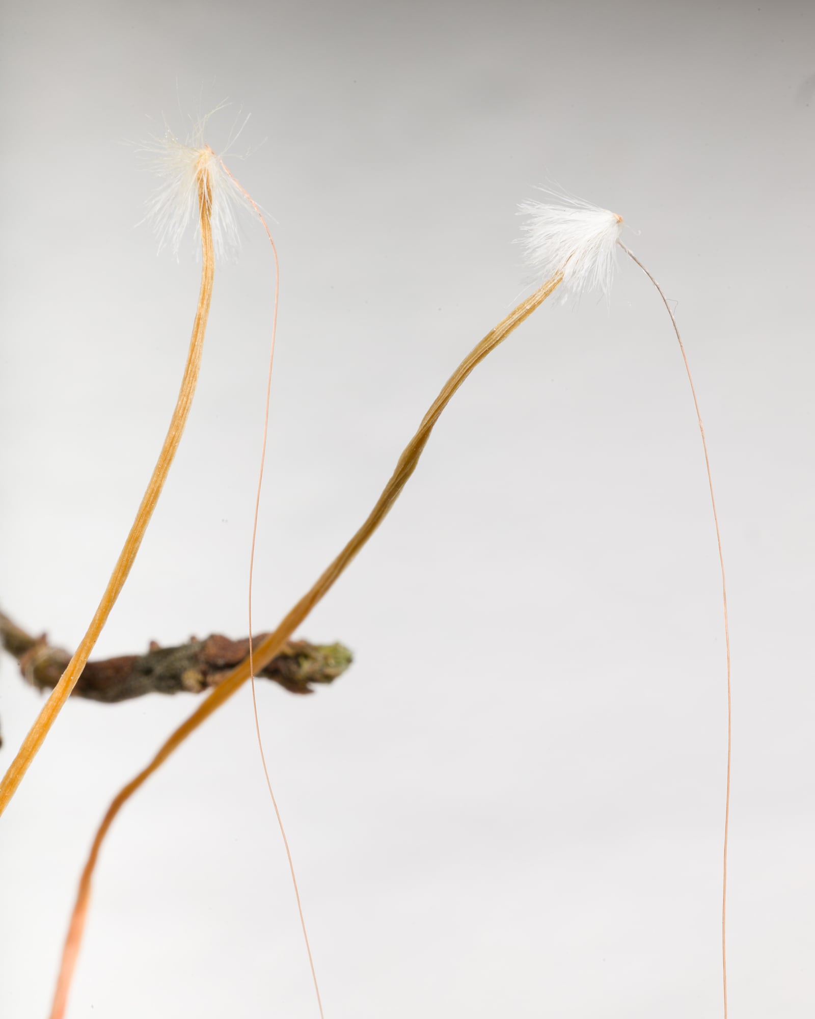 article image; primary-color: #DCD8D5;