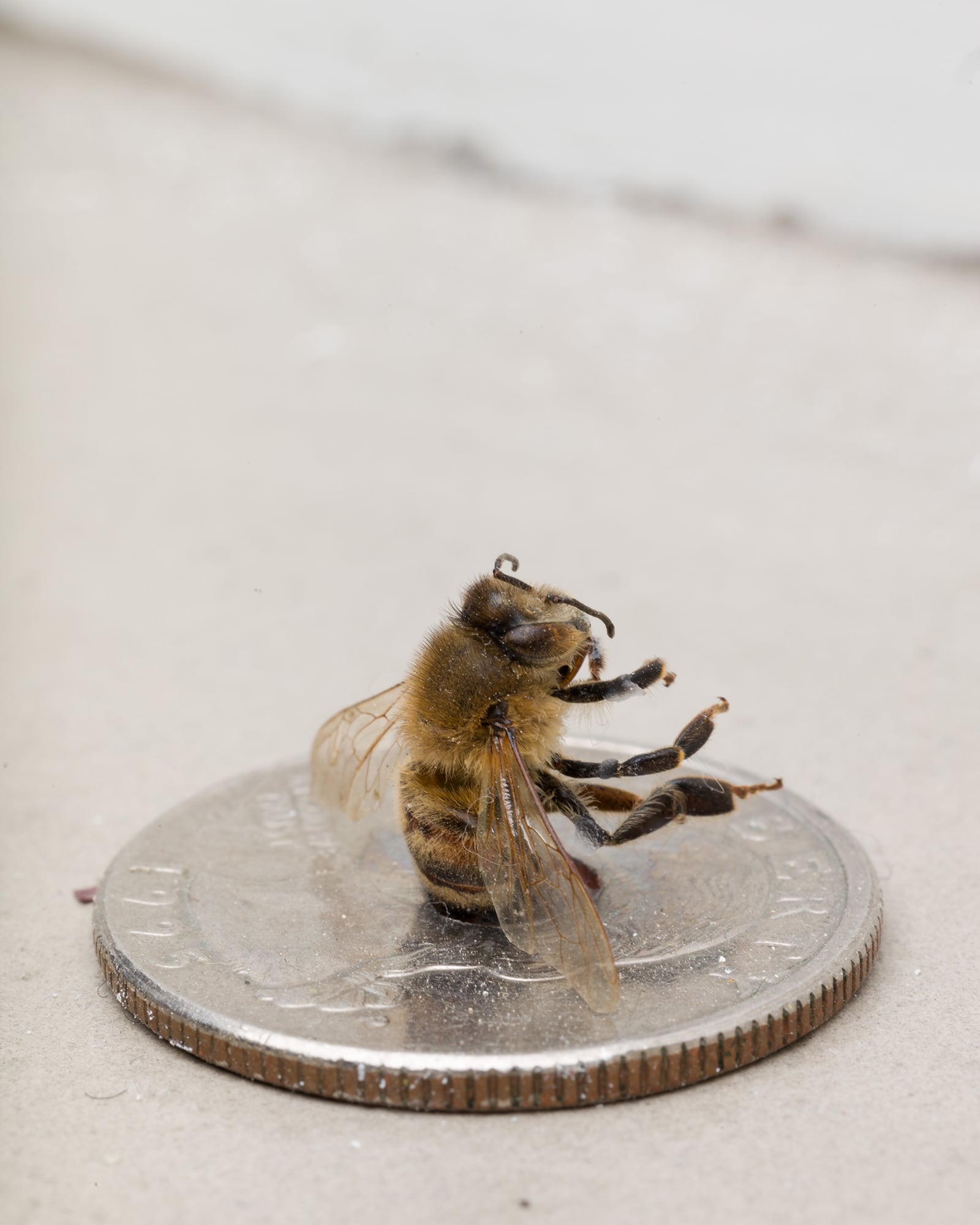 article image; primary-color: #CAC3BB;