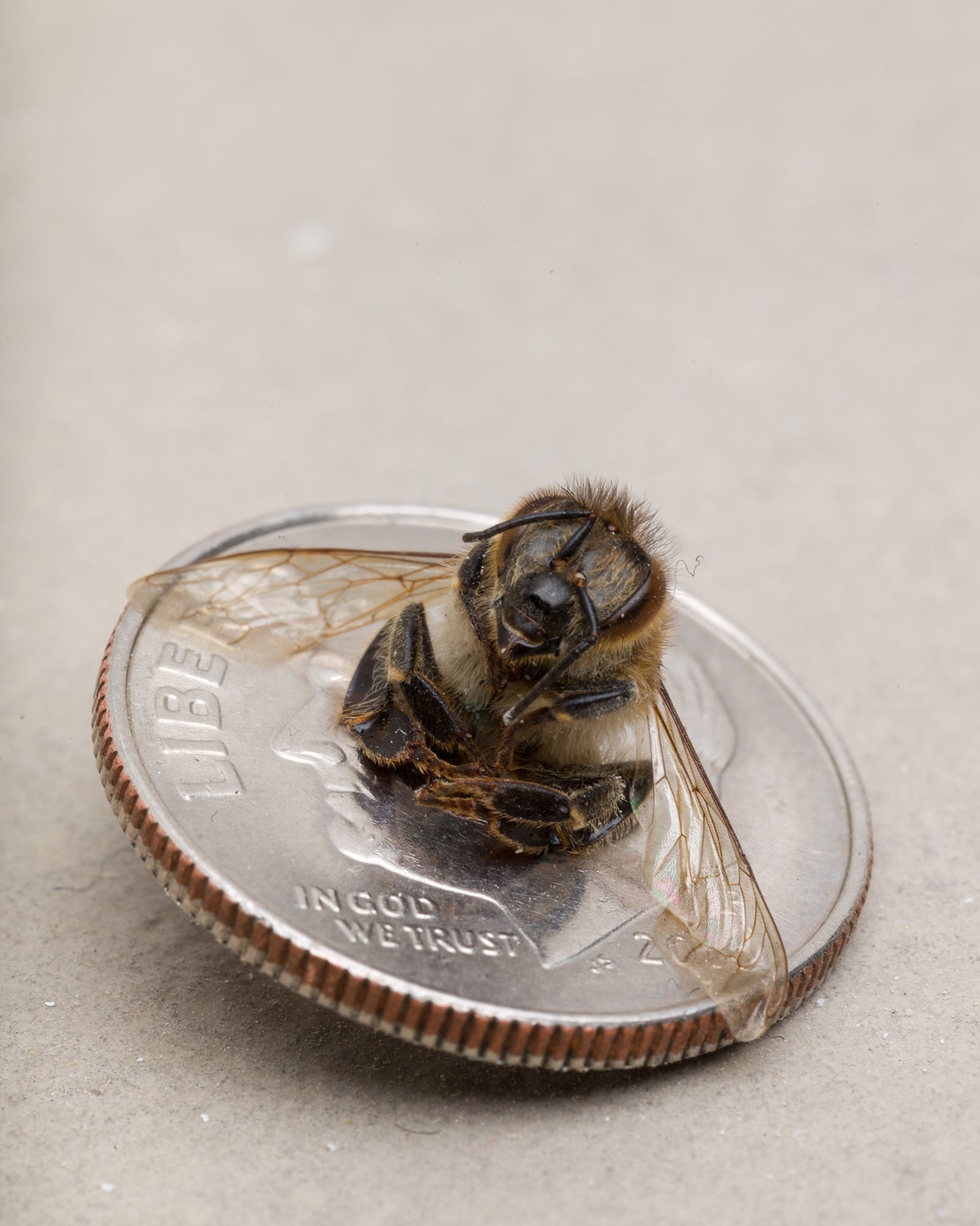 article image; primary-color: #B9B0A9;