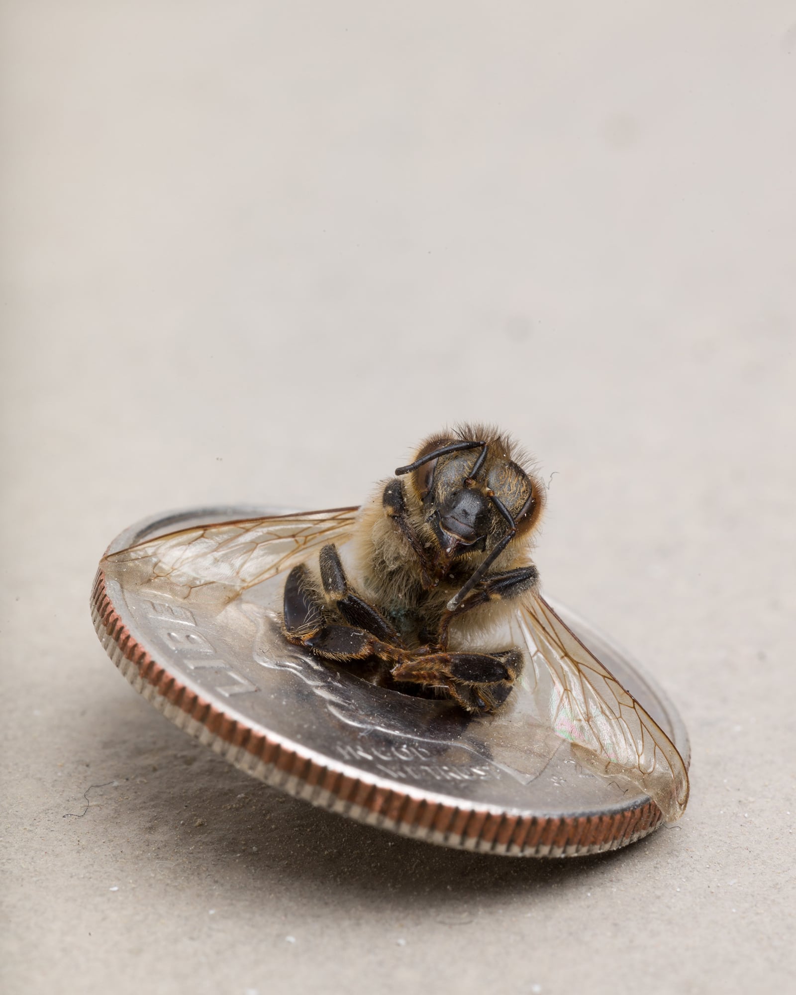 article image; primary-color: #BDB4AD;