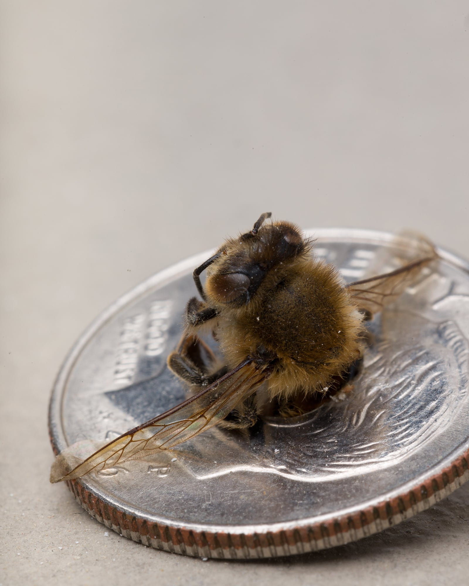 article image; primary-color: #A49B94;