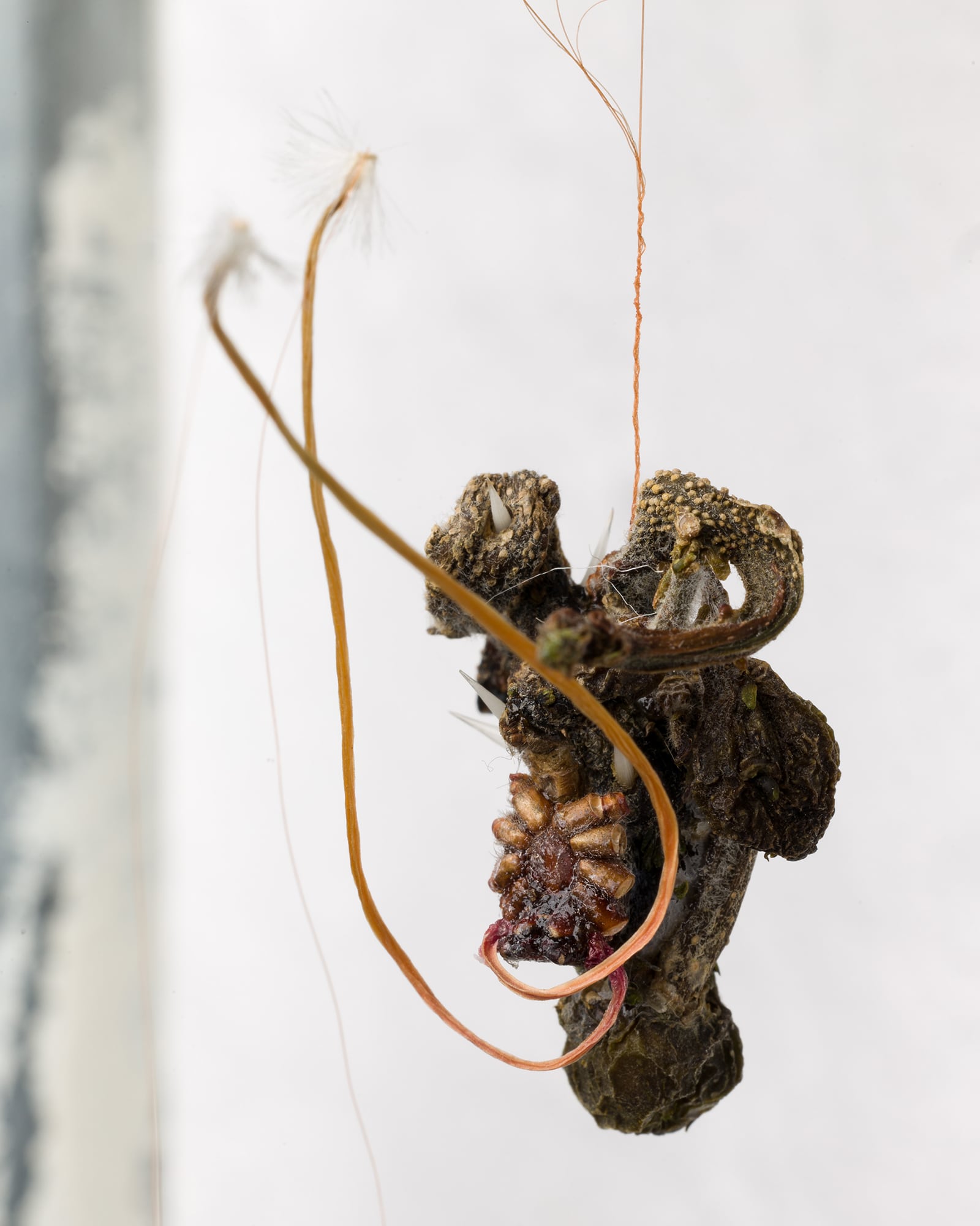 article image; primary-color: #CCC9C2;