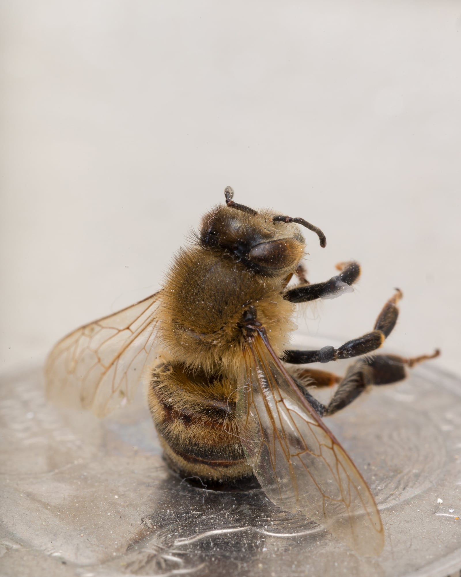 article image; primary-color: #B8B0A5;