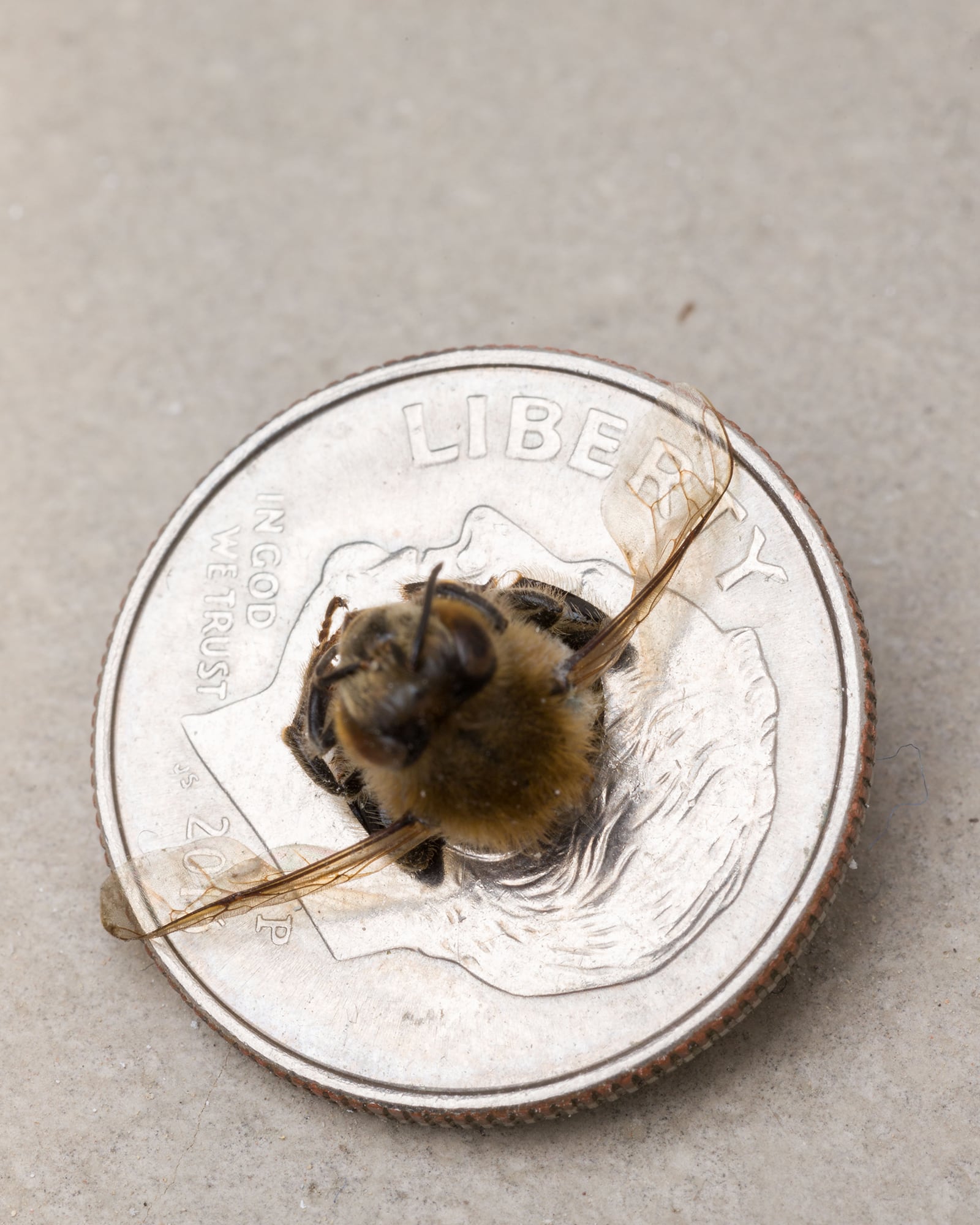 article image; primary-color: #BDB4AD;