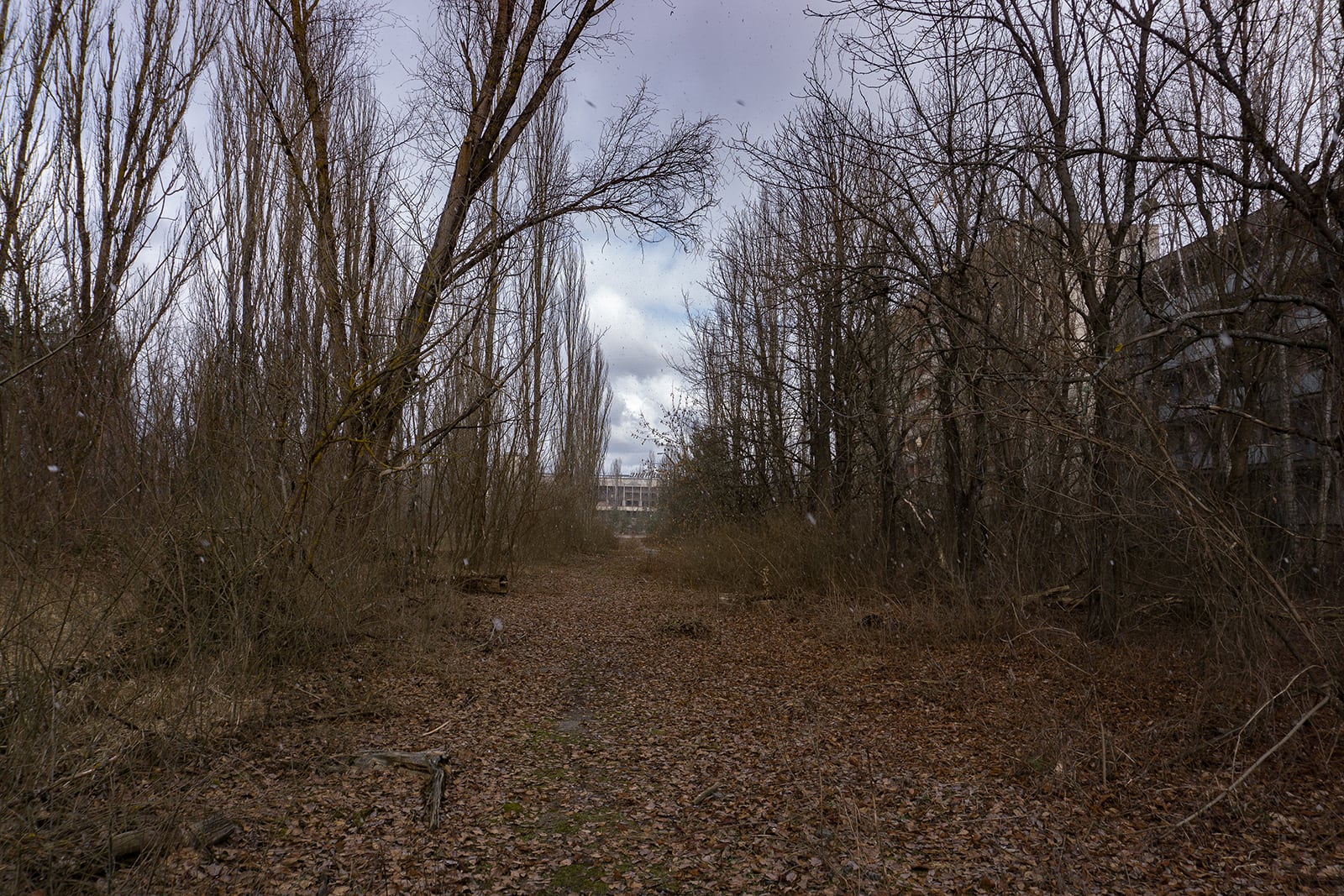 article image; primary-color: #554C47;