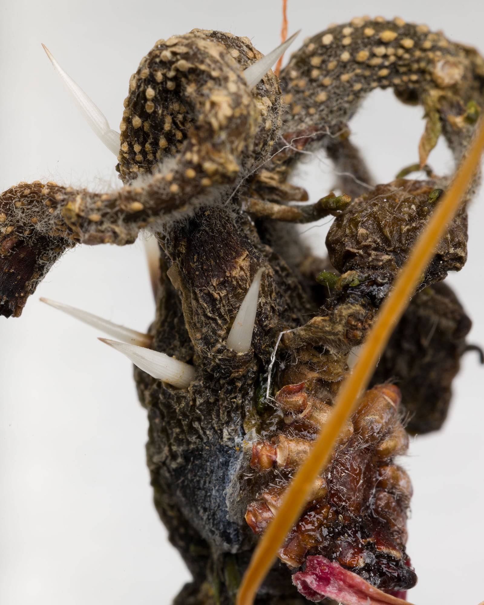 article image; primary-color: #908476;