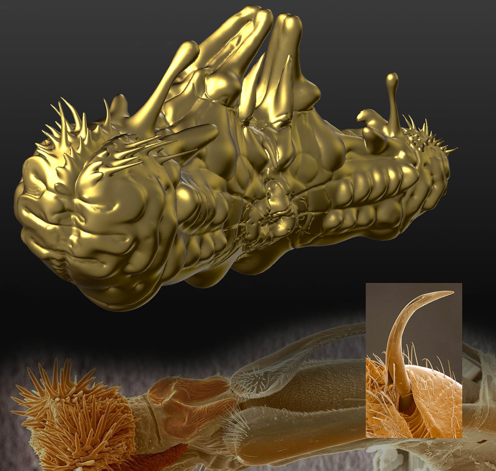 article image; primary-color: #53452A;