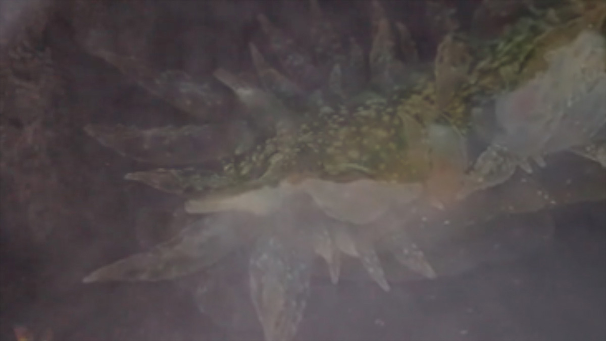 article image; primary-color: #524C4C;