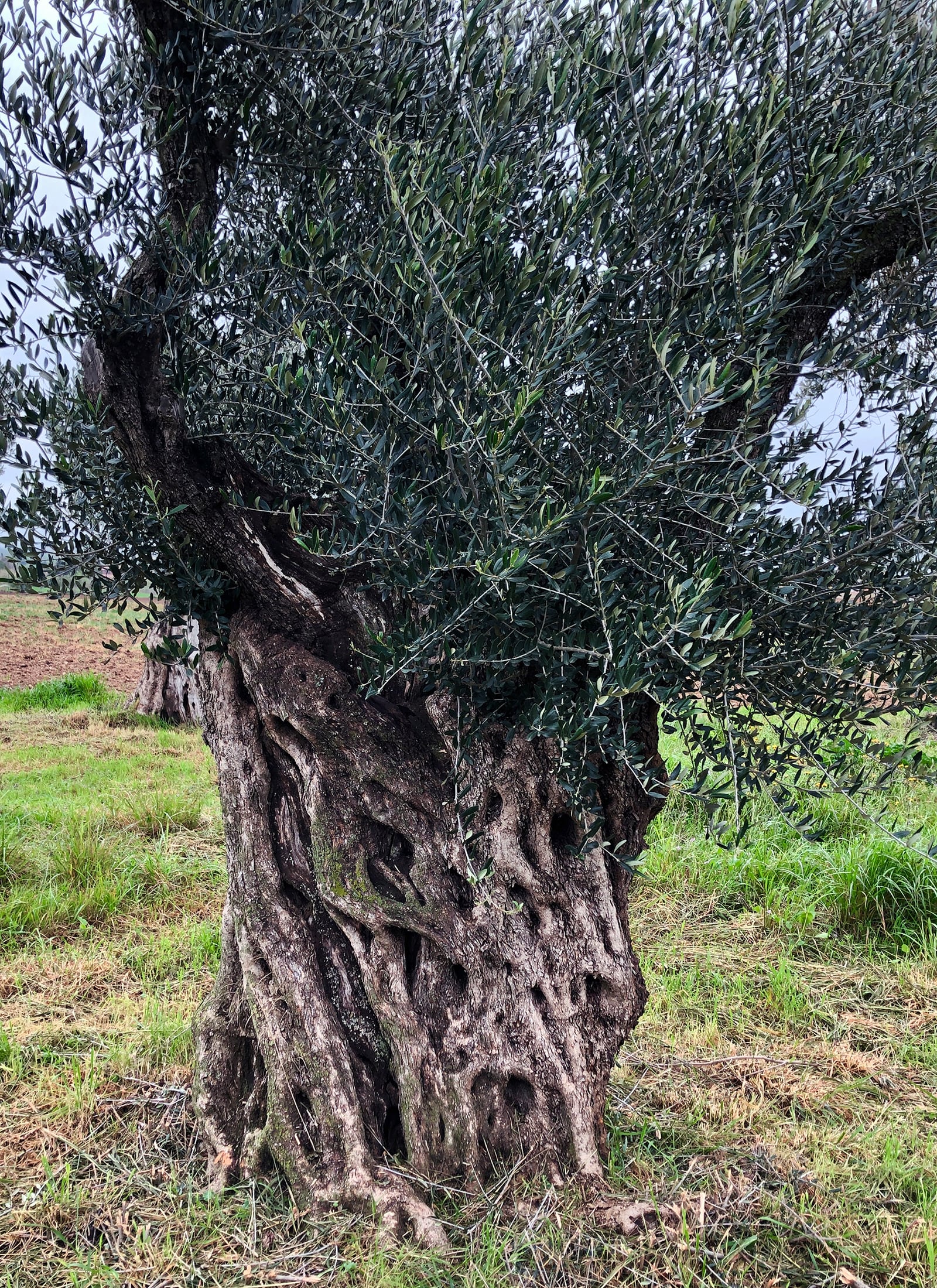 article image; primary-color: #5B6157;