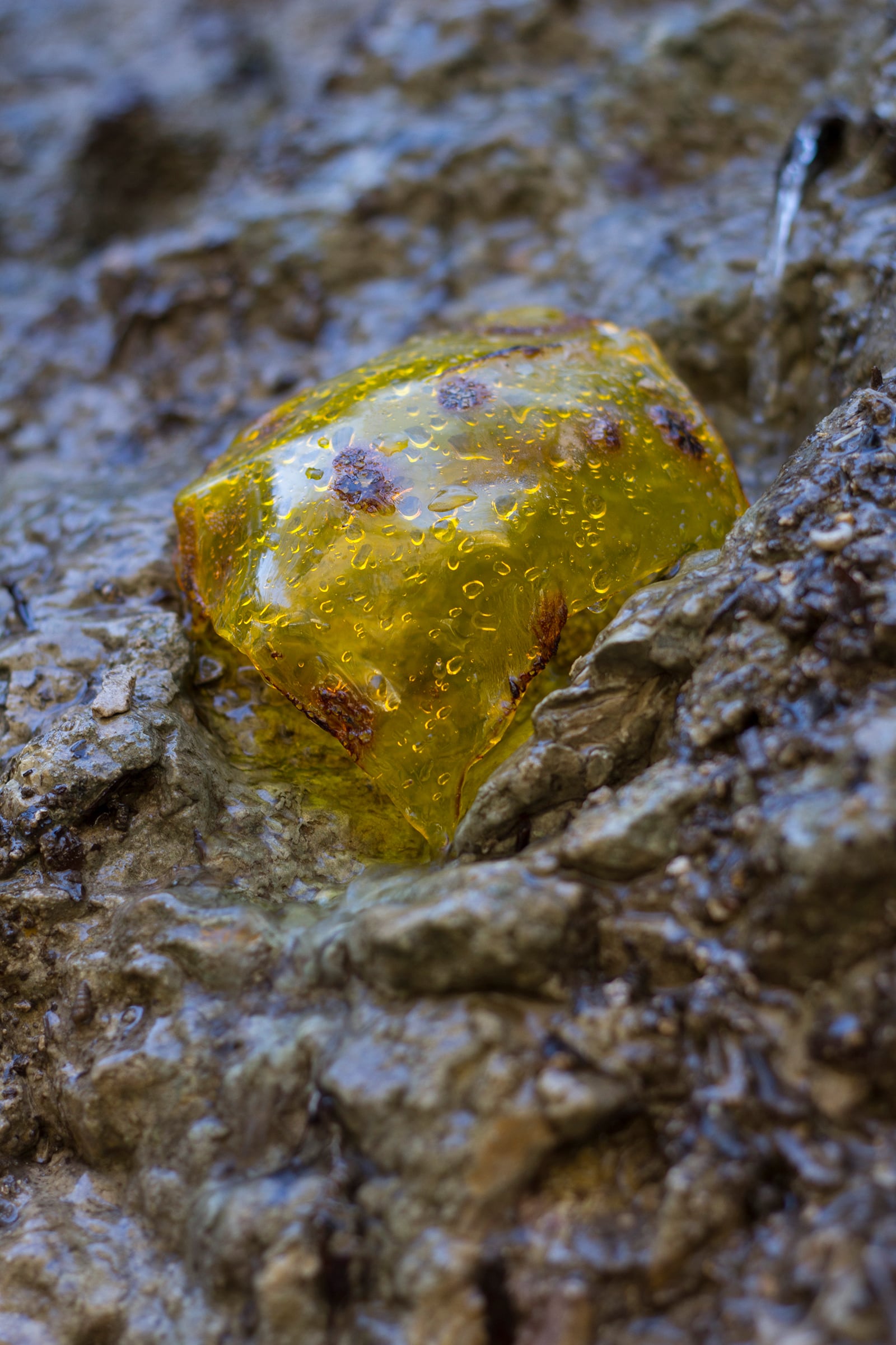 article image; primary-color: #625C50;