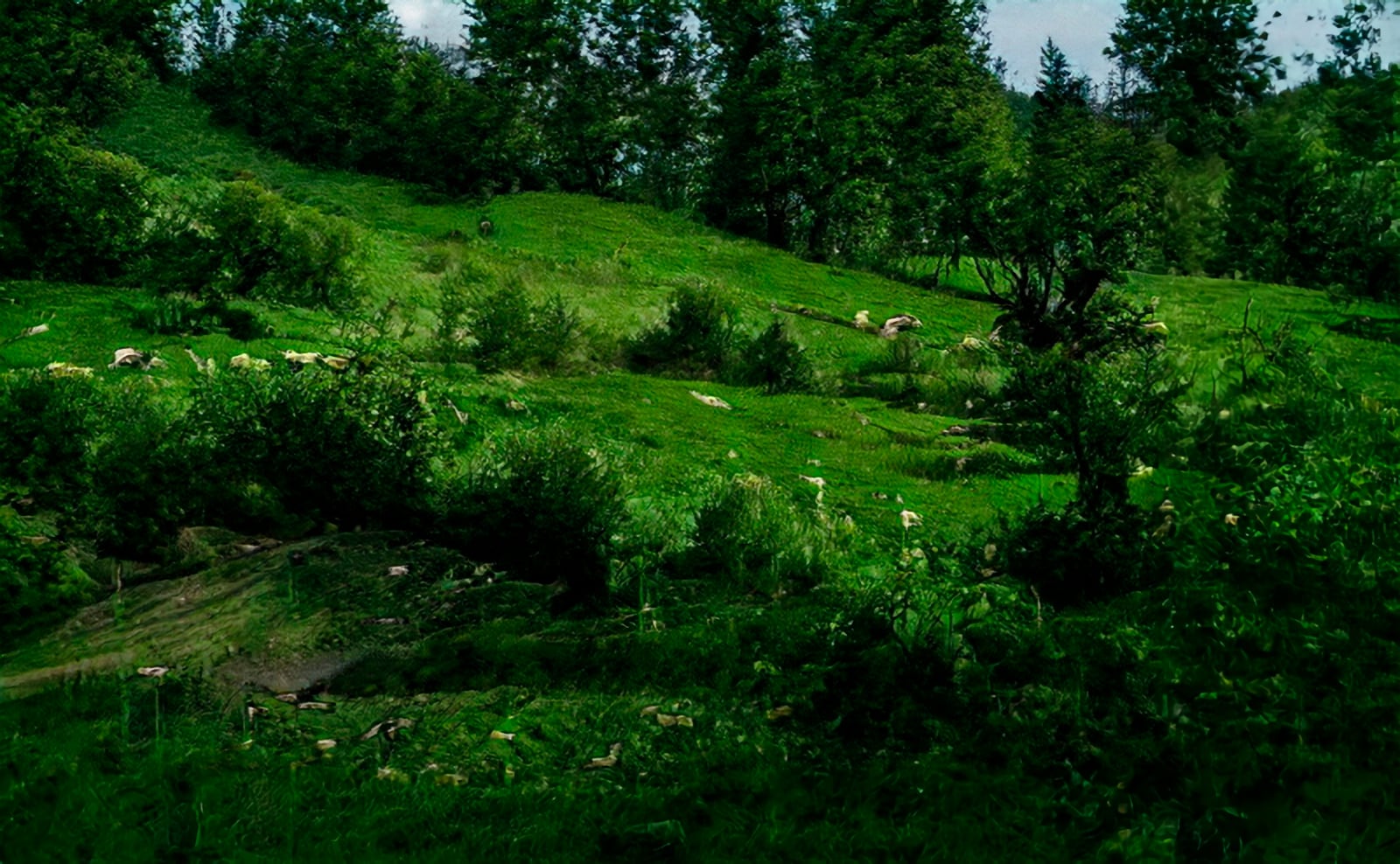 article image; primary-color: #13360E;