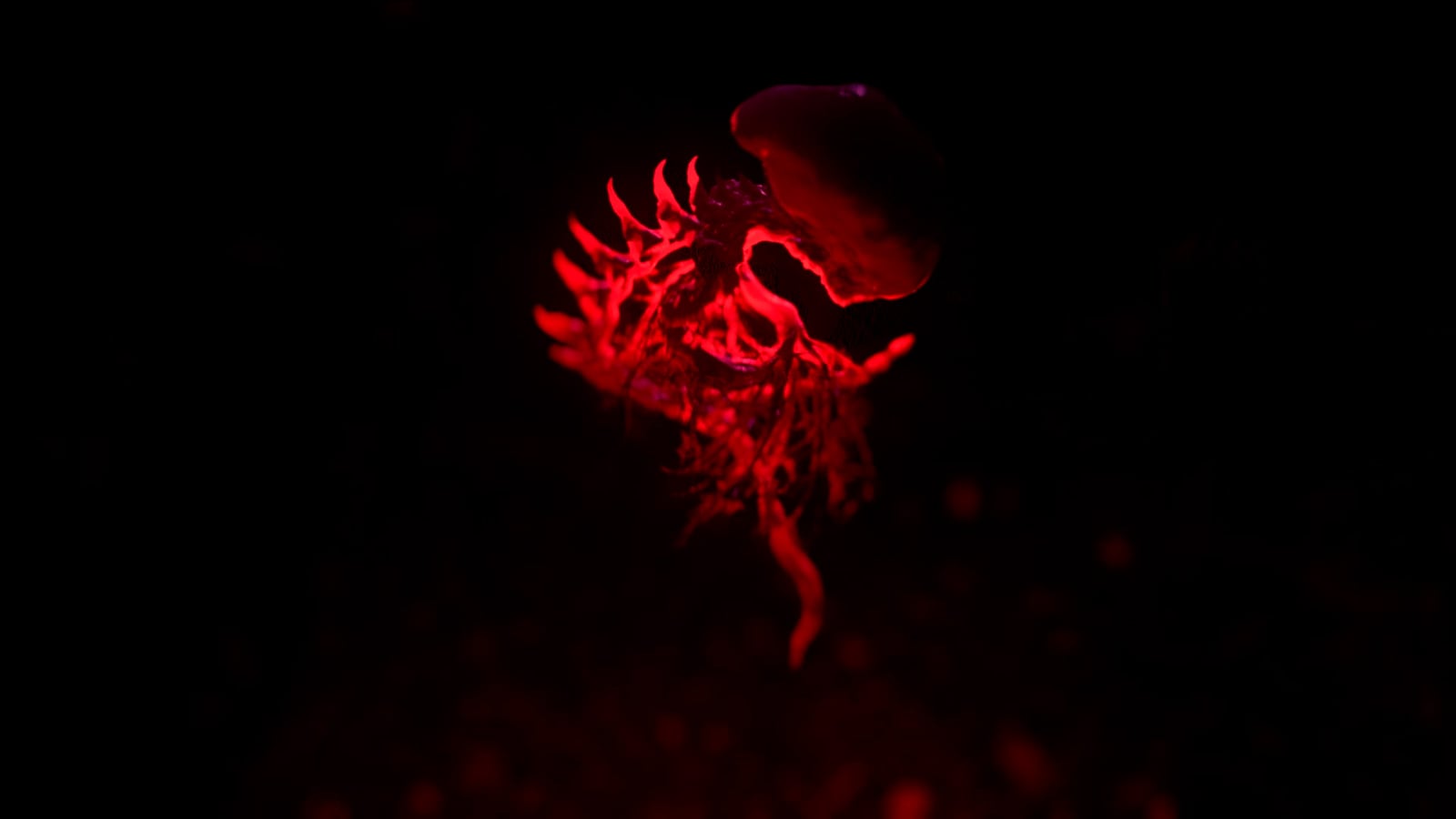 article image; primary-color: #0B0100;