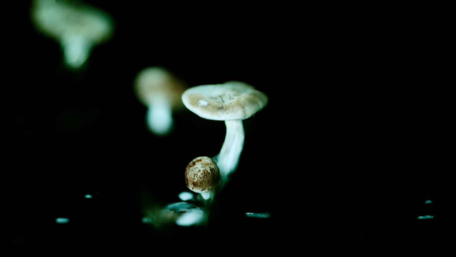 article image; primary-color: #0B100A;