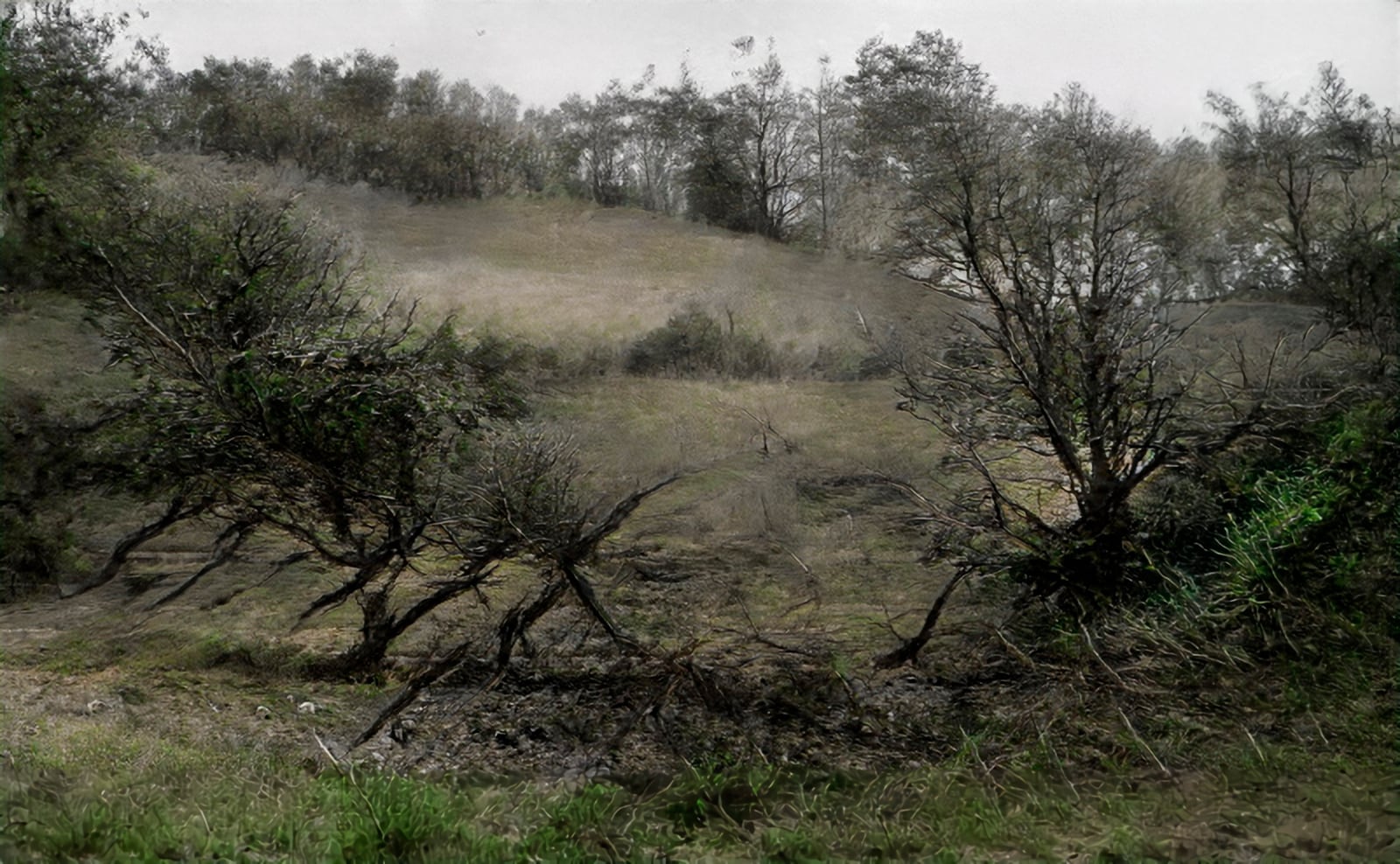 article image; primary-color: #575548;