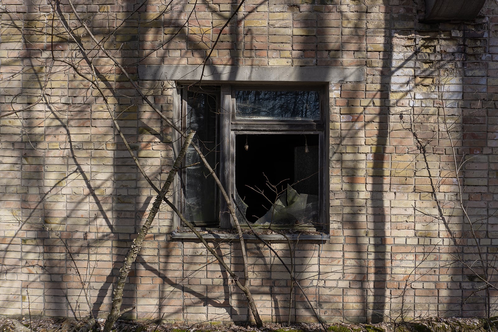 article image; primary-color: #6A6257;