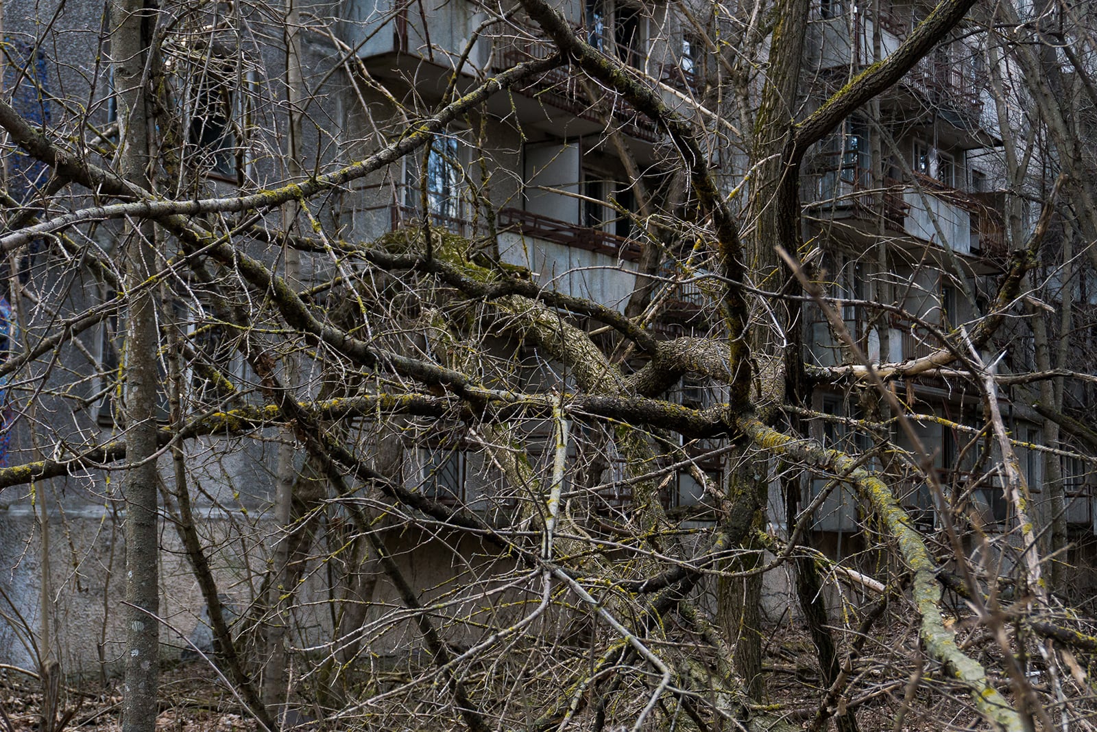 article image; primary-color: #47443D;