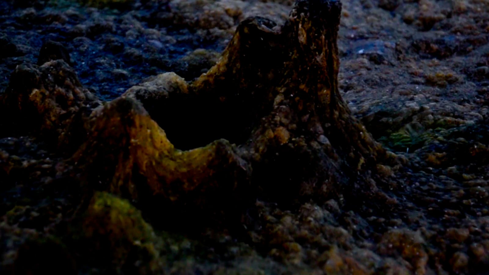 article image; primary-color: #151016;