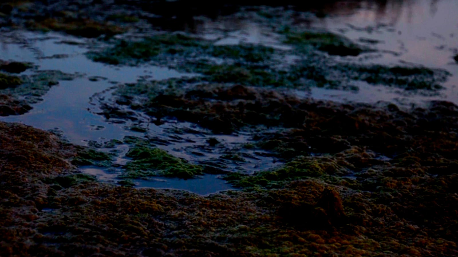 article image; primary-color: #181F27;