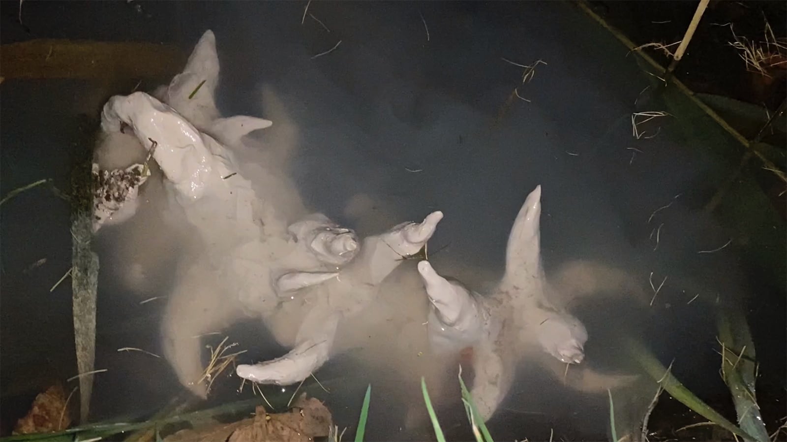 article image; primary-color: #4F4842;