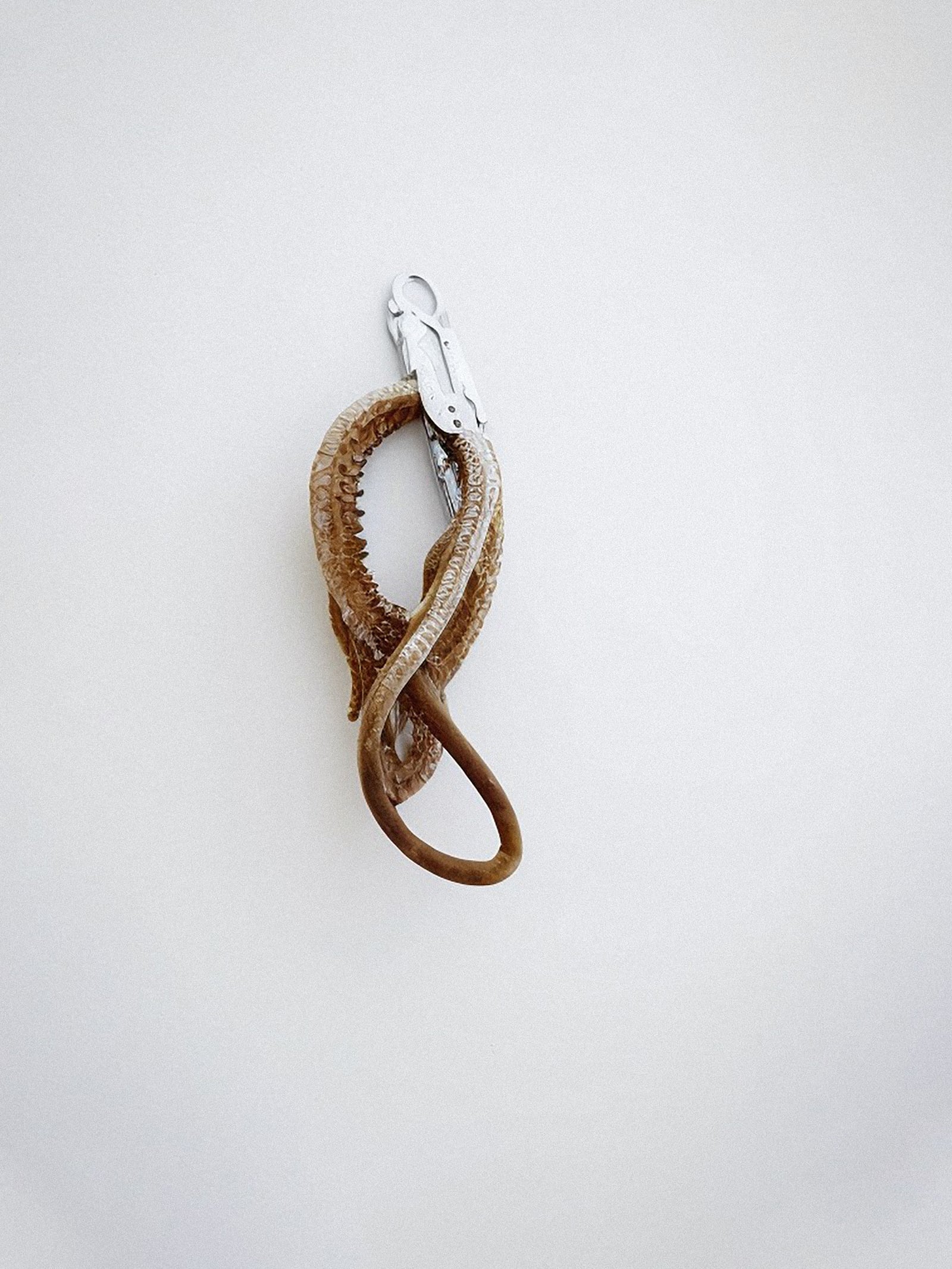 article image; primary-color: #D9D8DD;