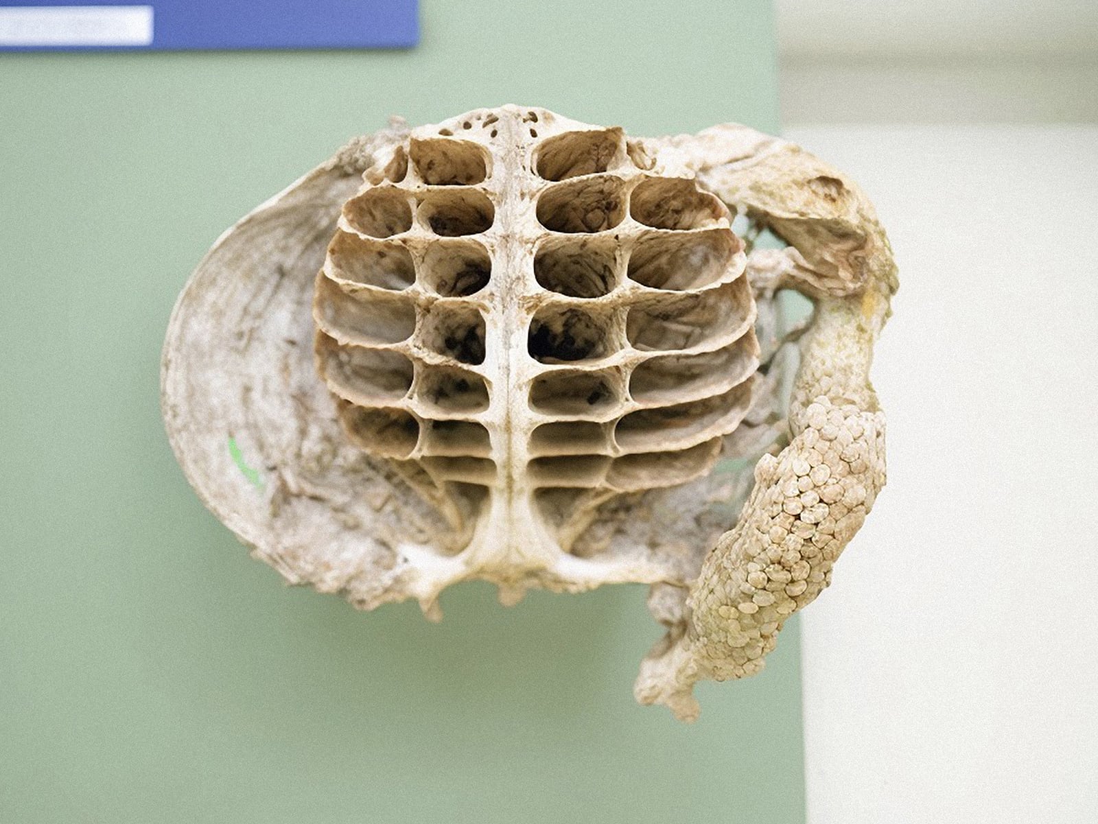 article image; primary-color: #BAB9A7;