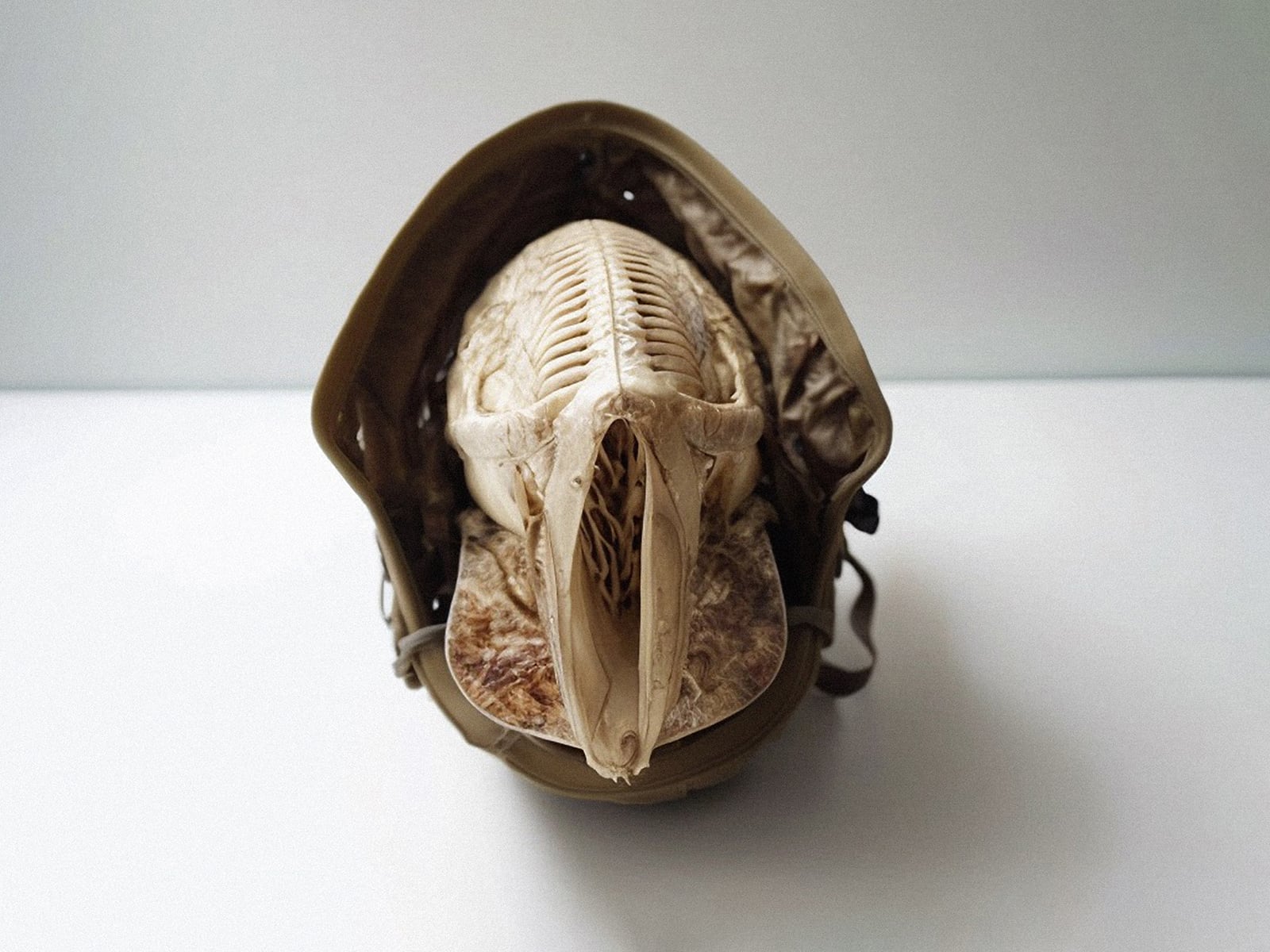 article image; primary-color: #ADAAA3;