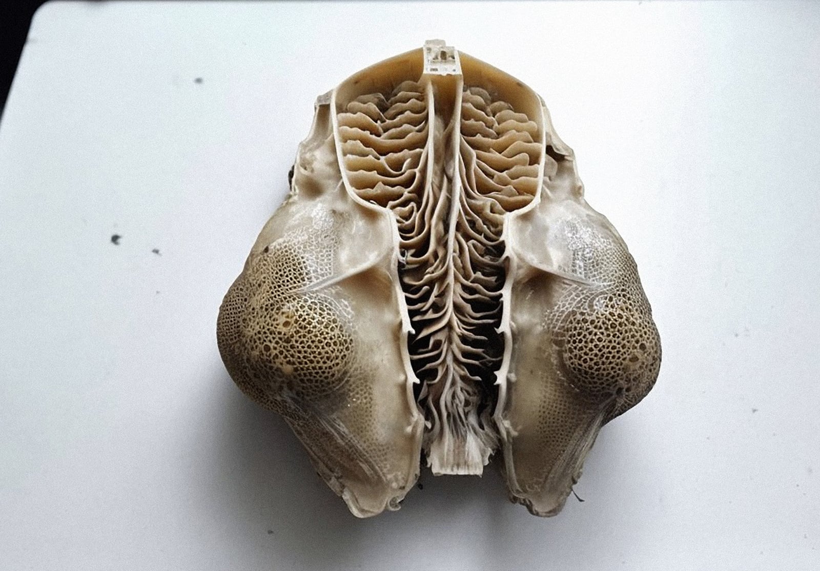 article image; primary-color: #B9B5B2;