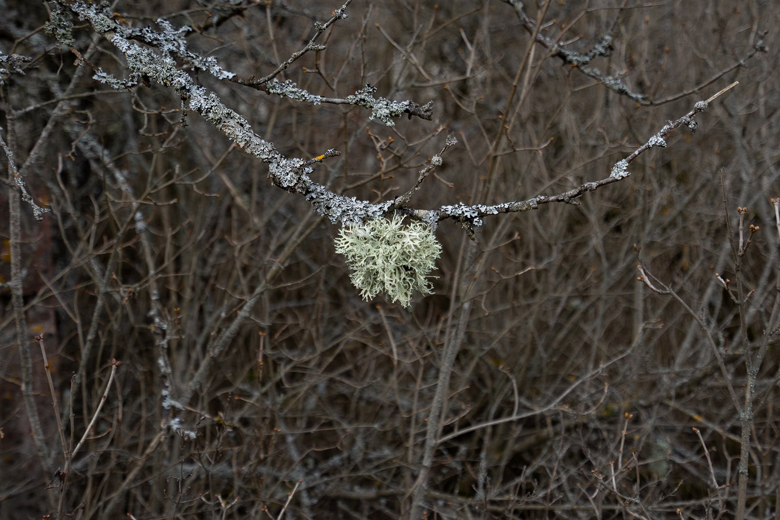 article image; primary-color: #433C36;