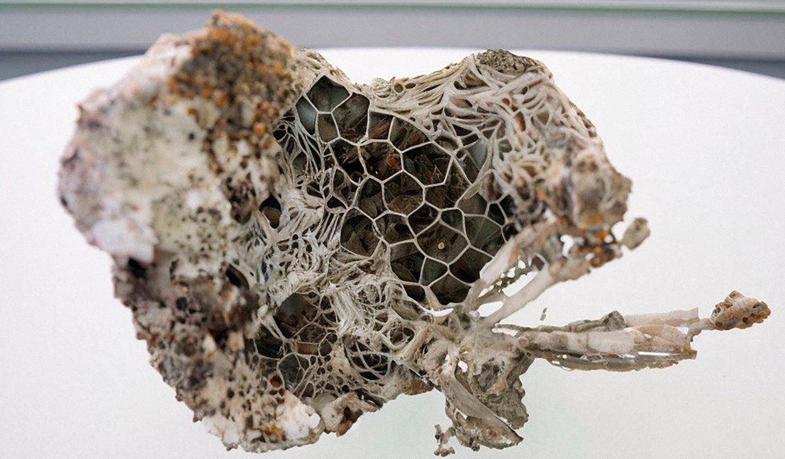 article image; primary-color: #ABA49E;