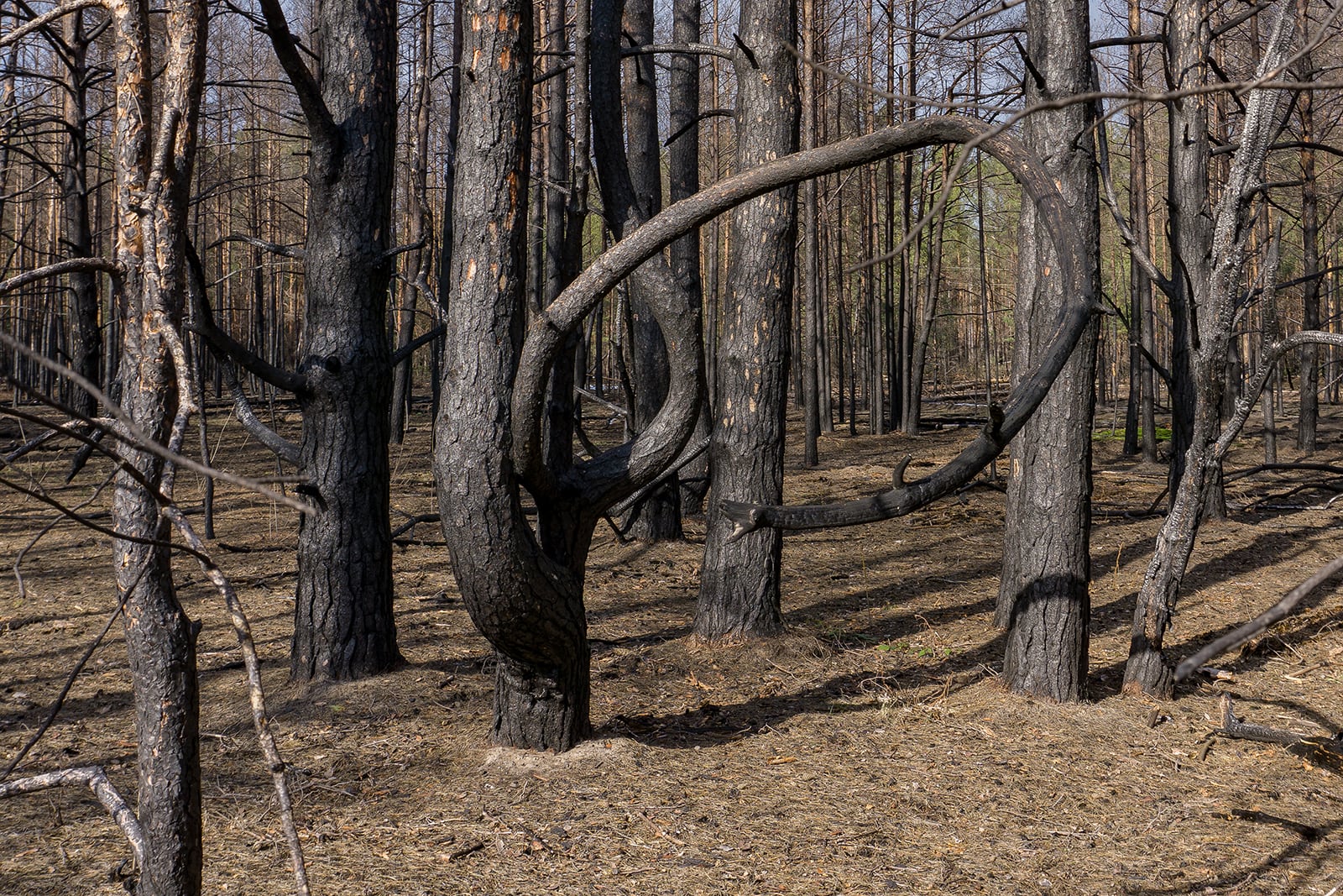 article image; primary-color: #5C4F46;