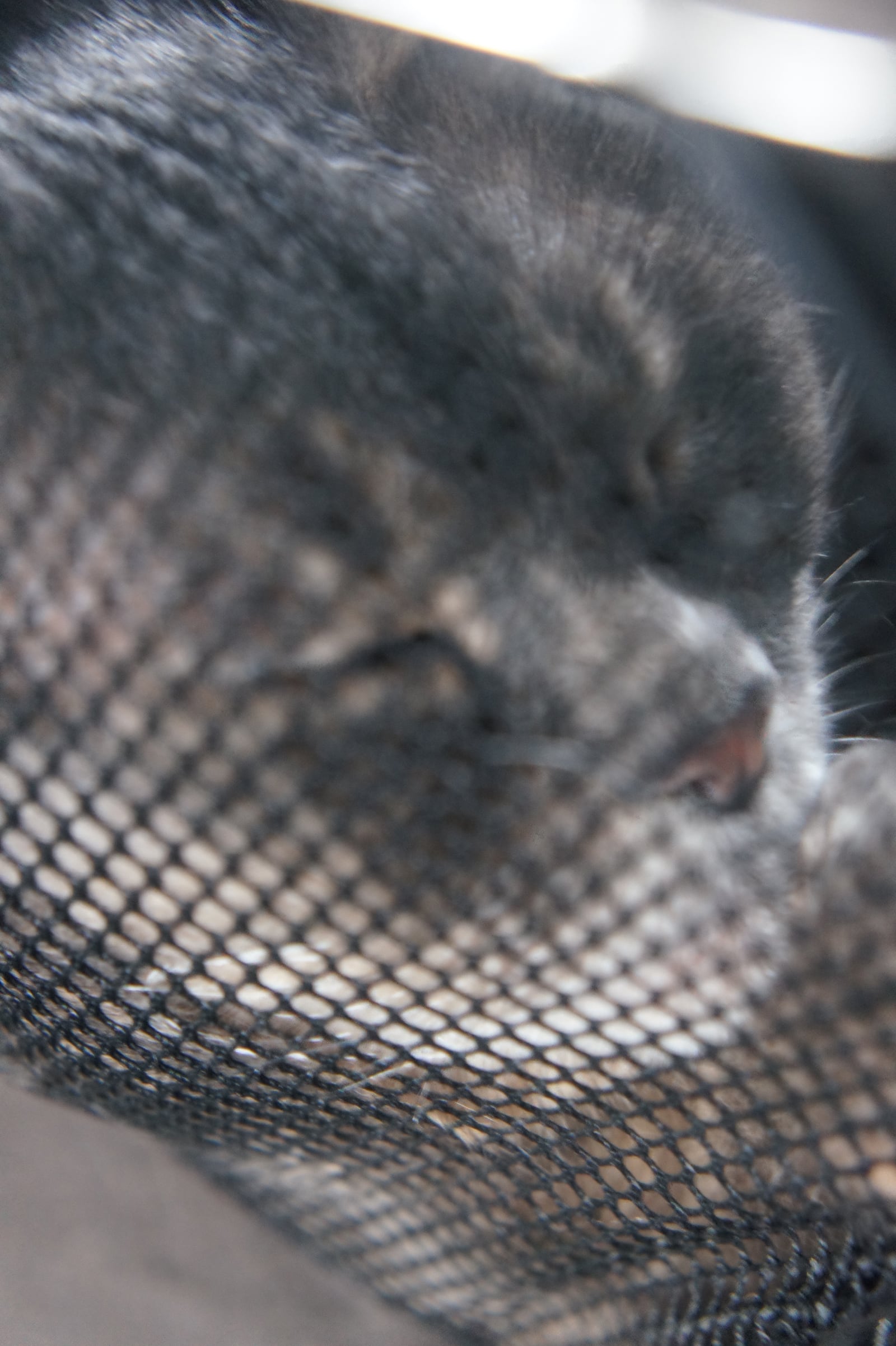 article image; primary-color: #68676C;