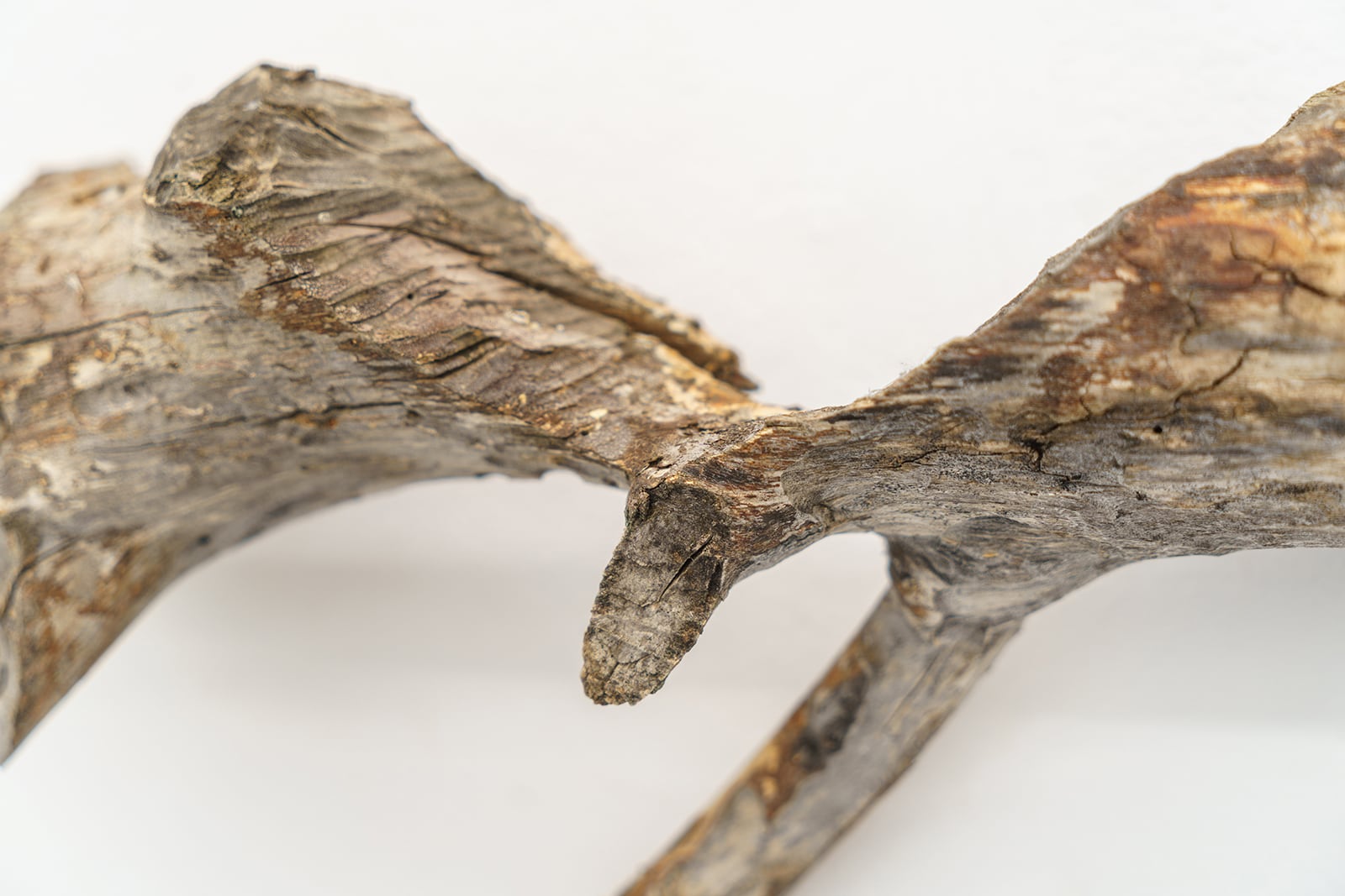 article image; primary-color: #C3BCAC;