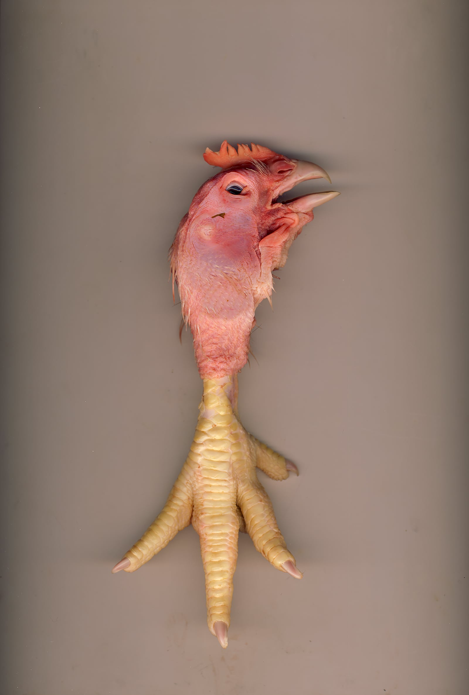 article image; primary-color: #947E71;