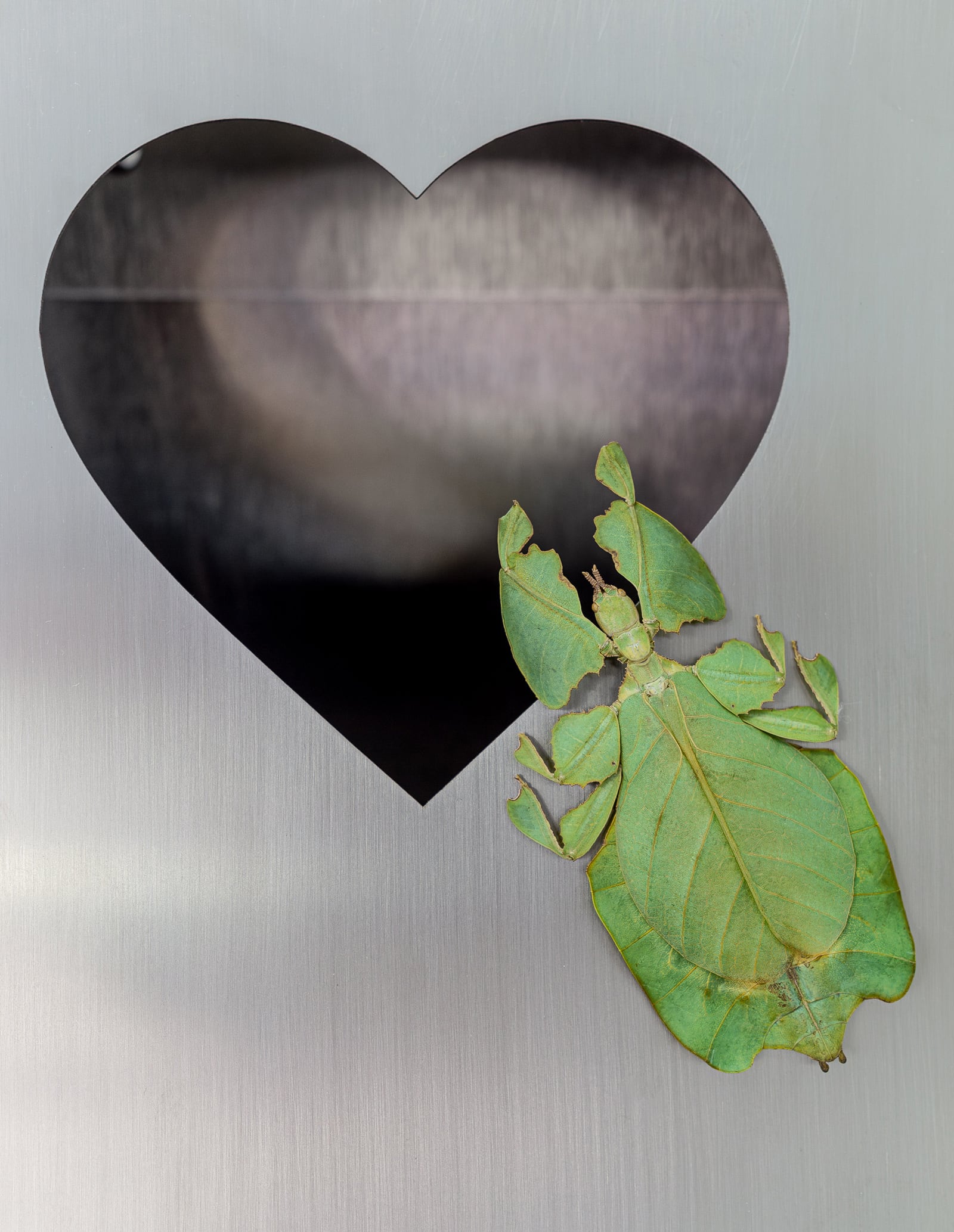 article image; primary-color: #8F9088;