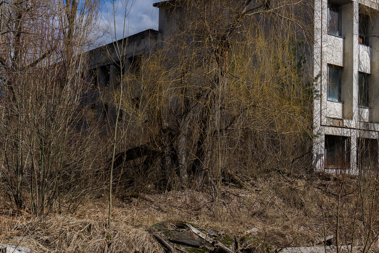 article image; primary-color: #504939;