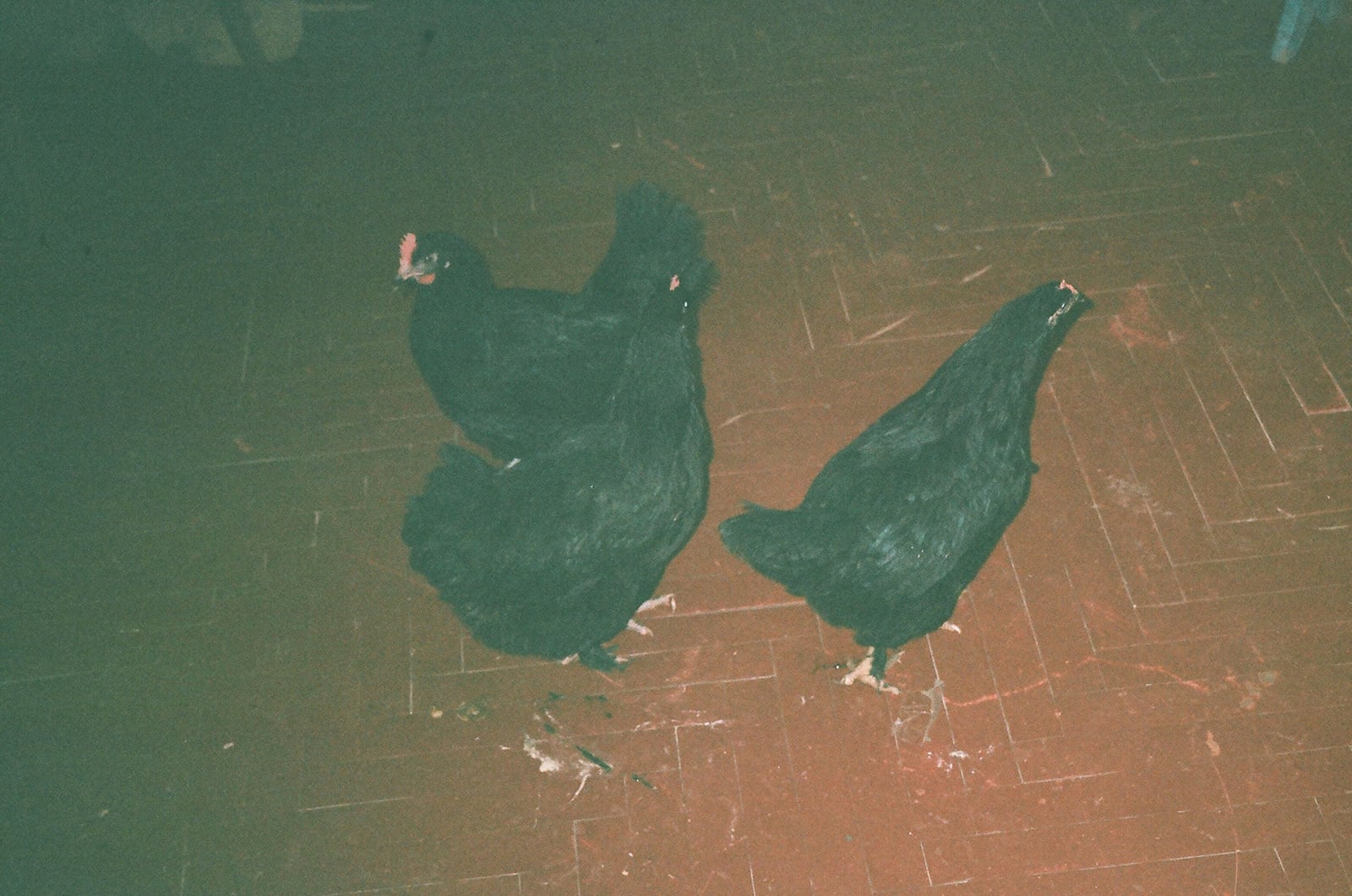 article image; primary-color: #686B56;