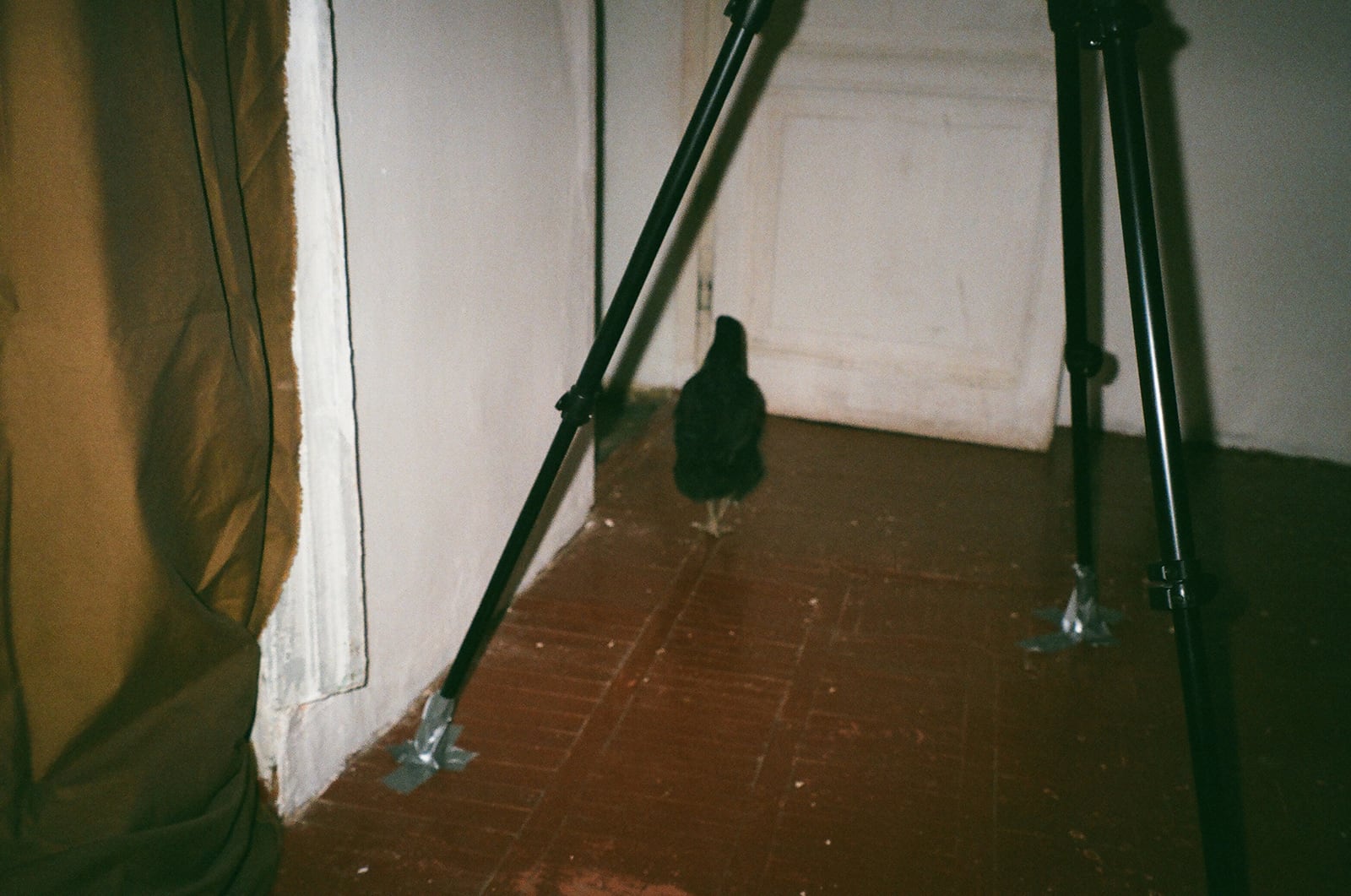 article image; primary-color: #615C49;