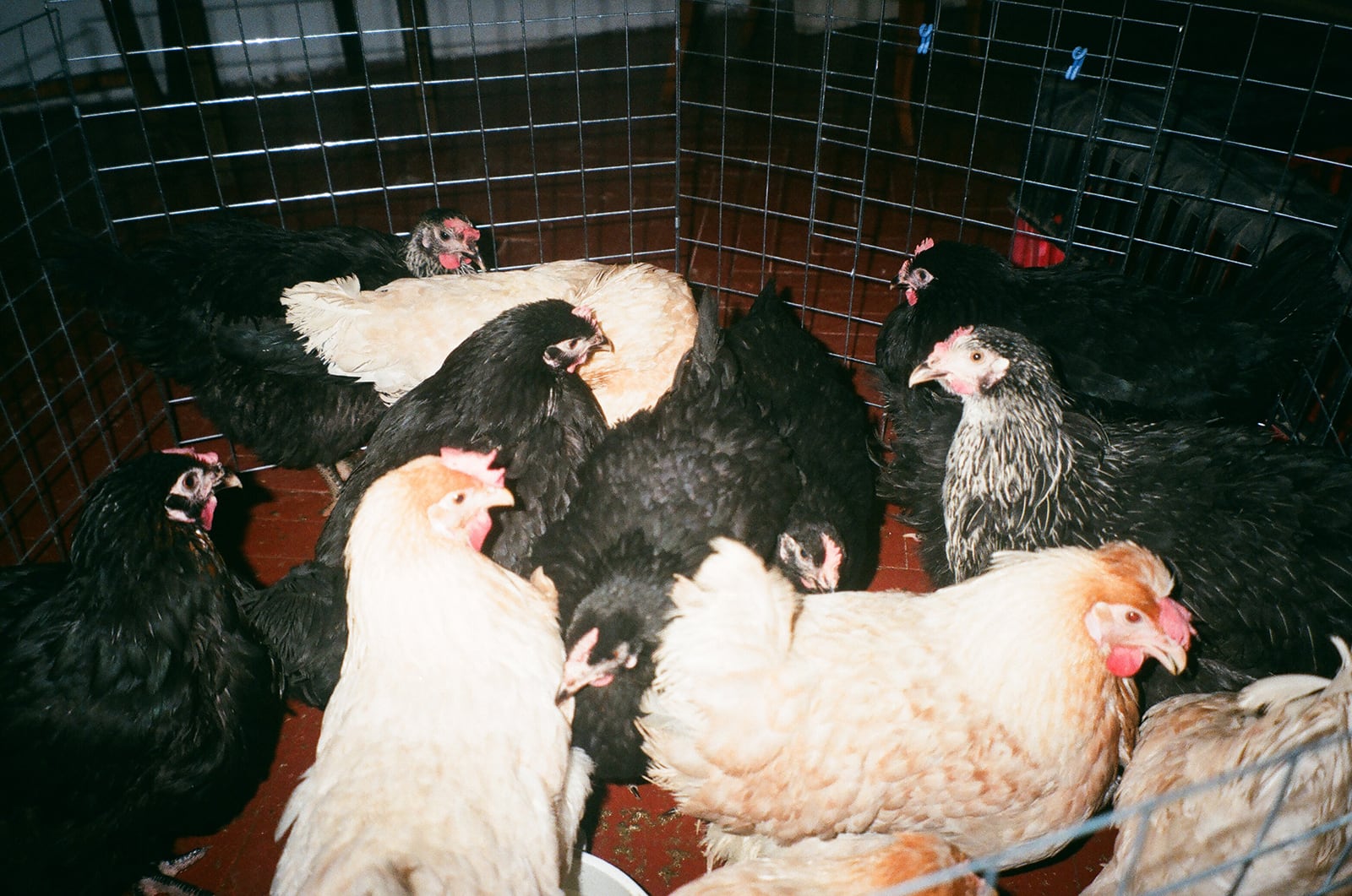 article image; primary-color: #59564D;